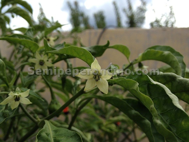Fiore Capsicum Chinense
